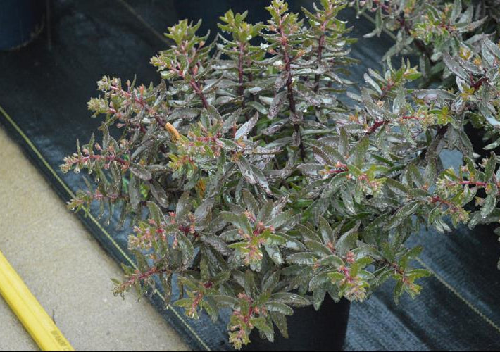 SunSparkler® Jade Tuffet Stonecrop (Sedum jade 'Tuffet') - 1 gallon