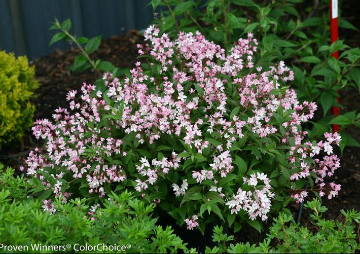 Yuki Cherry Blossom® Deutzia (Deutzia yuki 'Cherry Blossom') - 2 gallon 12"