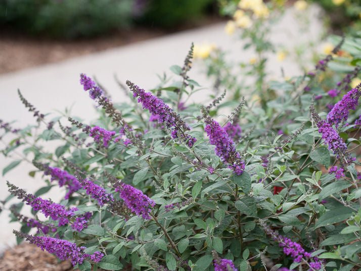 Proven Winner® Color Choice® Lo & Behold® Blue Chip Jr Butterfly Bush (Buddleia '‘Blue Chip Jr’') - 3 gallon