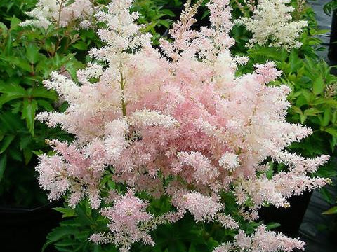Younique Pink Astilbe (Astilbe 'Younique Pink') - 1 gallon