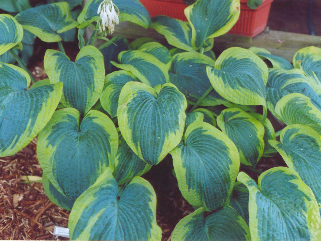Francis Williams Plantain Lily (Hosta francis 'Williams') - 1 gallon