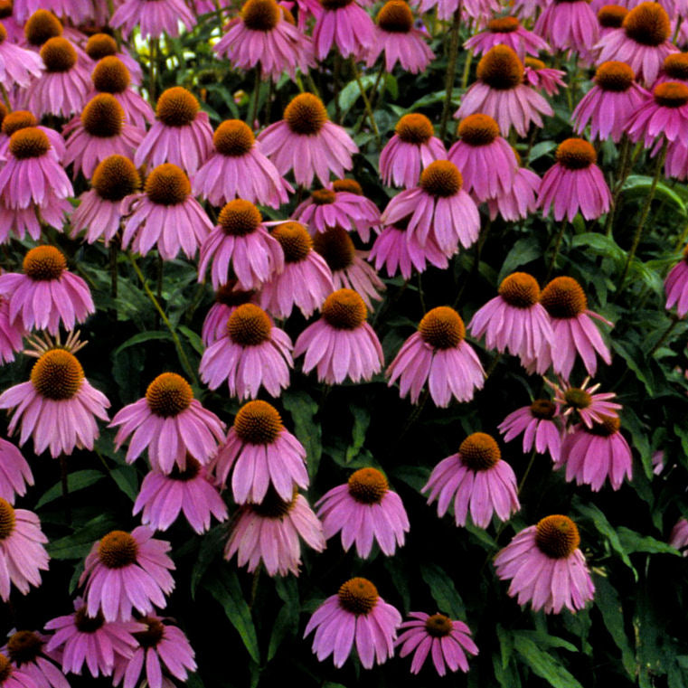 Kim's Knee High™ Coneflower (Echinacea purpurea 'Kims Knee High') - half gallon