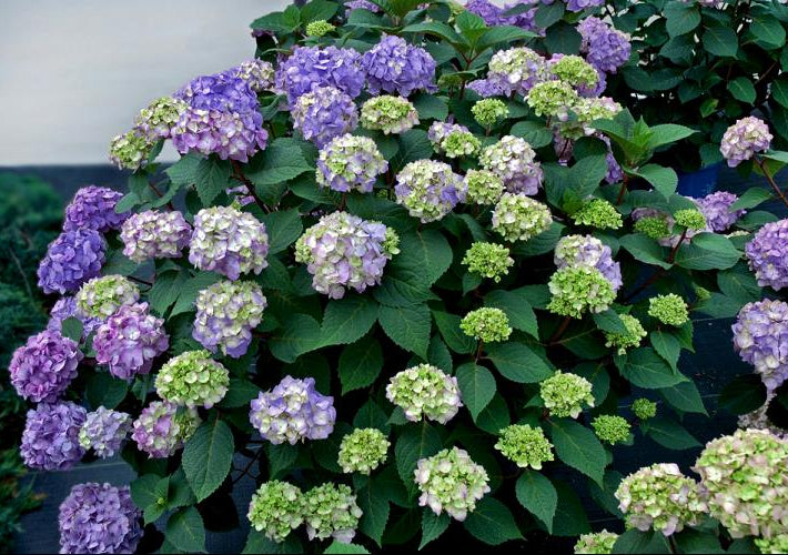 BloomStruck® Hydrangea (Hydrangea macrophylla 'Bloomstruck') - 3 gallon