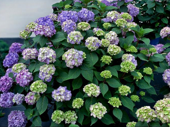 BloomStruck® Hydrangea (Hydrangea macrophylla 'Bloomstruck') - 3 gallon