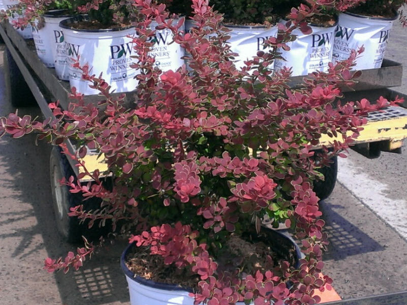 Sunjoy® Tangelo™ Barberry (Berberis thunbergii 'Sunjoy Tangelo') - 3 gallon