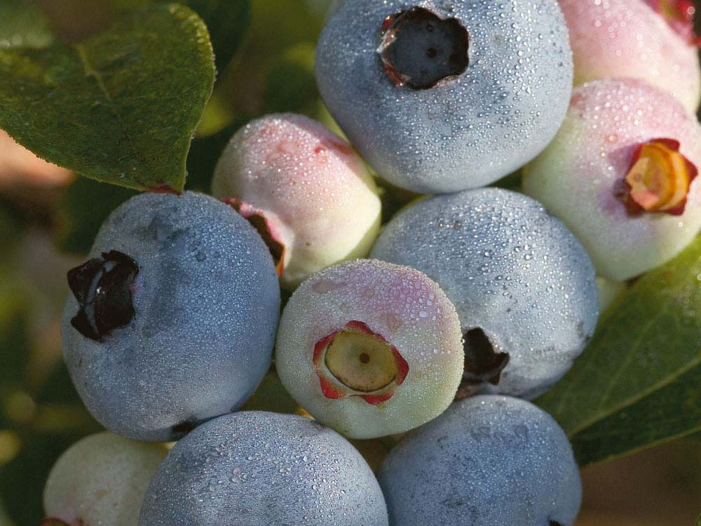 Chandler Highbush Blueberry (Vaccinium chandler 'Chandler') - 3 gallon 15"