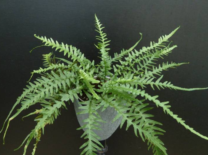 Dragontail Fern (Asplenium 'Dragontail') - 1 gallon