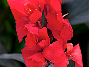 Cannova® Bronze Scarlet Canna (Canna cannova 'Bronze Scarlet') - 1 gallon