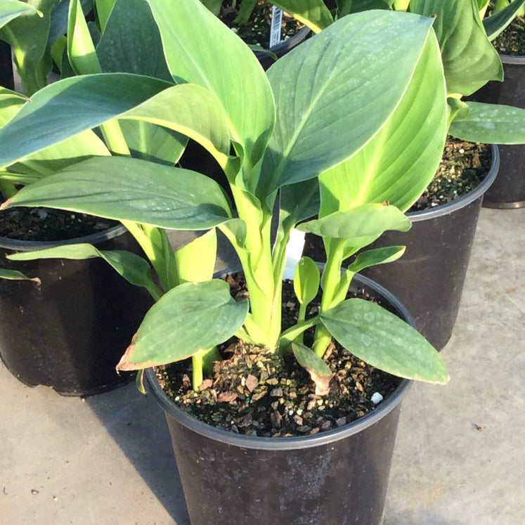 Cannova® Yellow Canna (Canna cannova 'Yellow') - 1 gallon
