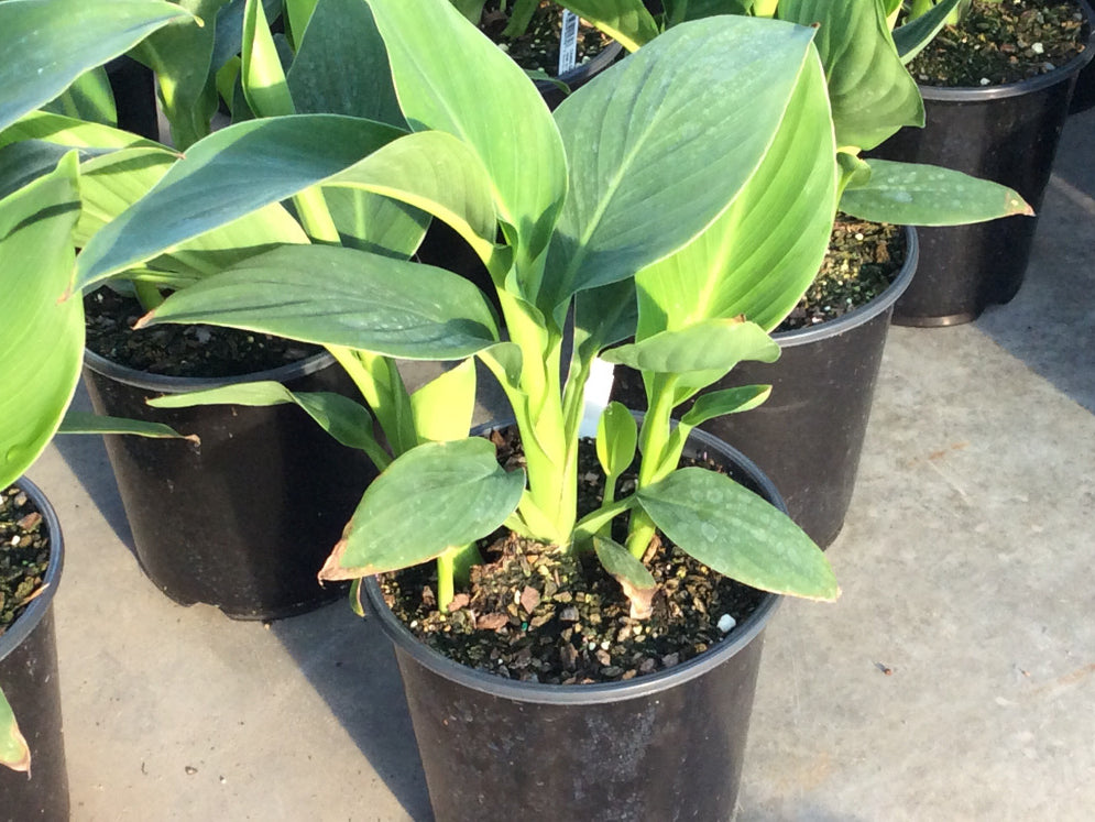 Cannova® Yellow Canna (Canna cannova 'Yellow') - 1 gallon