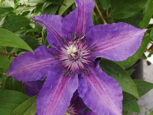 Edda™ Clematis (Clematis edda) - 1 gallon