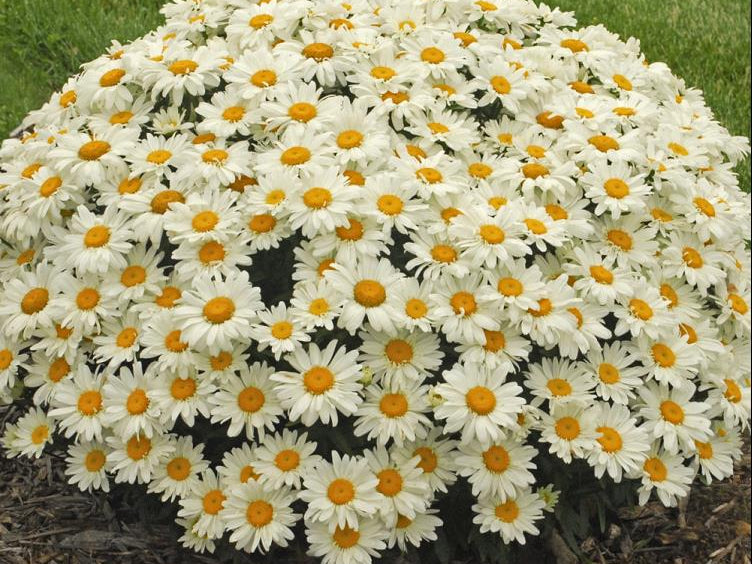 Whoops-a-Daisy Shasta Daisy (Leucanthemum x s. 'Whoops-A-Daisy') - 1 gallon