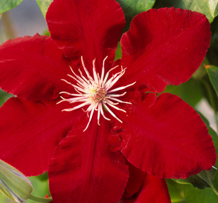 Rebecca™ Clematis (Clematis rebecca 'Rebecca') - 1 gallon