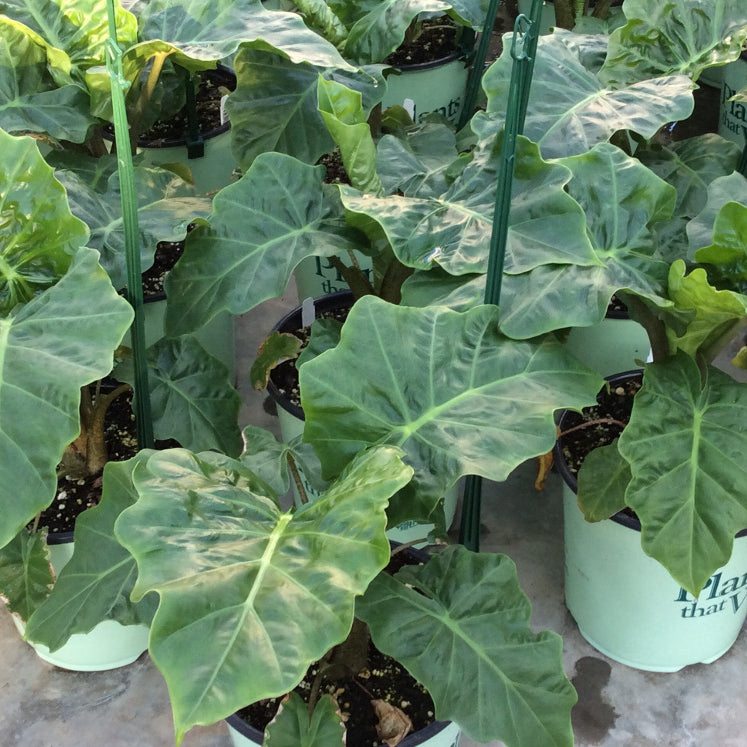 Low Rider™ Elephant Ear (Alocasia 'Low Rider') - 1 gallon