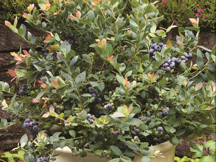 Pink Icing® Blueberry (Vaccinium 'Pink Icing') - 1 gallon