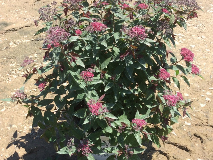 Double Play® Red Spirea (Spiraea JAP 'Dbl Play Red') - 3 gallon 15"