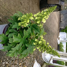 Jetstream™ Hydrangea (Hydrangea quercifolia 'Jetstream') - 3 gallon