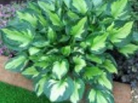 Whirlwind Plantain Lily (Hosta whirlwind) - 1 gallon