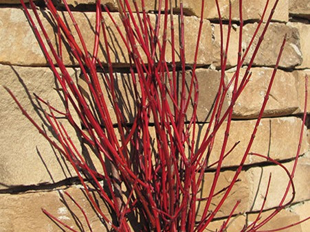 Cayenne Dogwood (Cornus alternifolia 'Cayenne') - 3 gallon