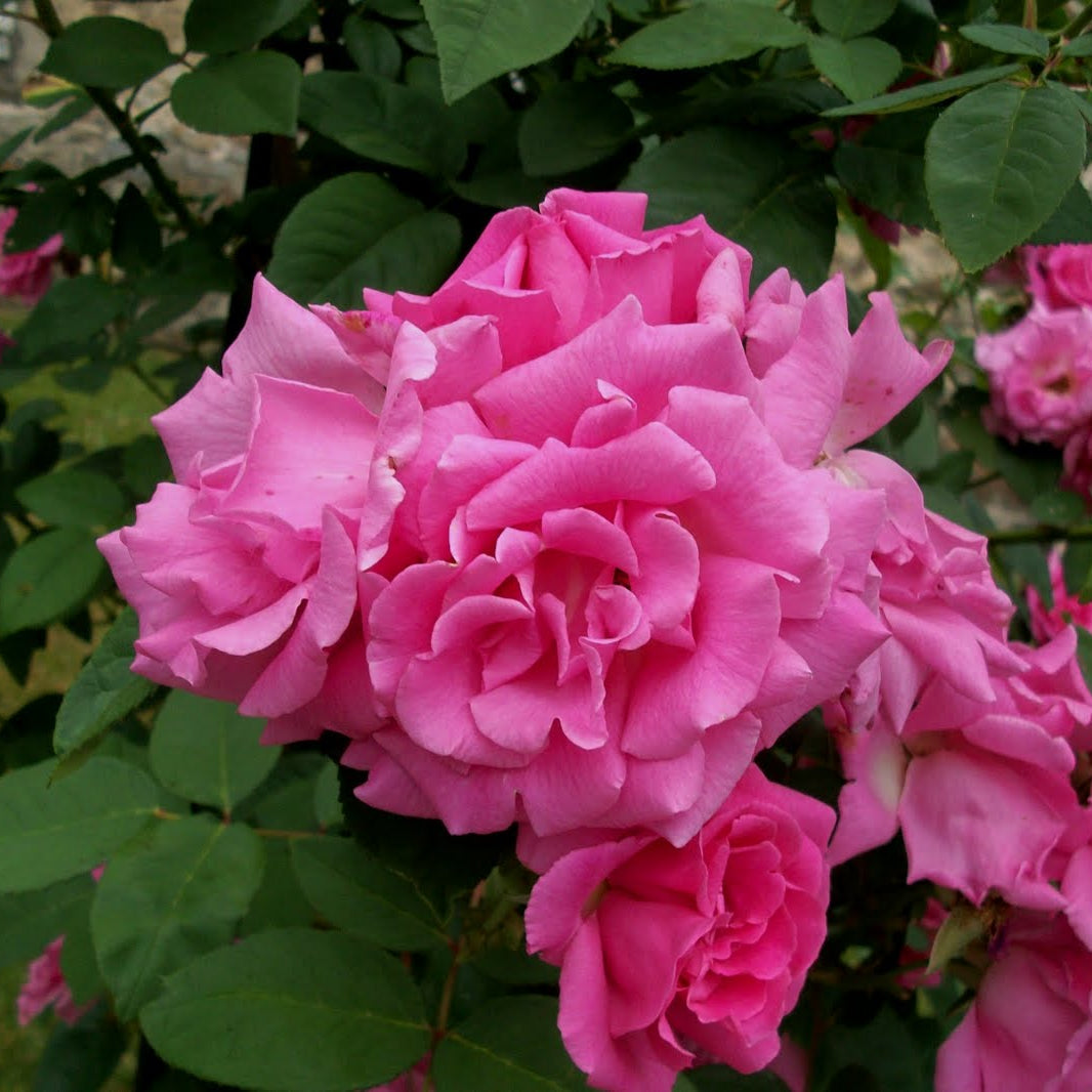 Zephirine Drouhin Climbing Rose (Rosa CL 'Zephirine Drouhin') - 1 gallon