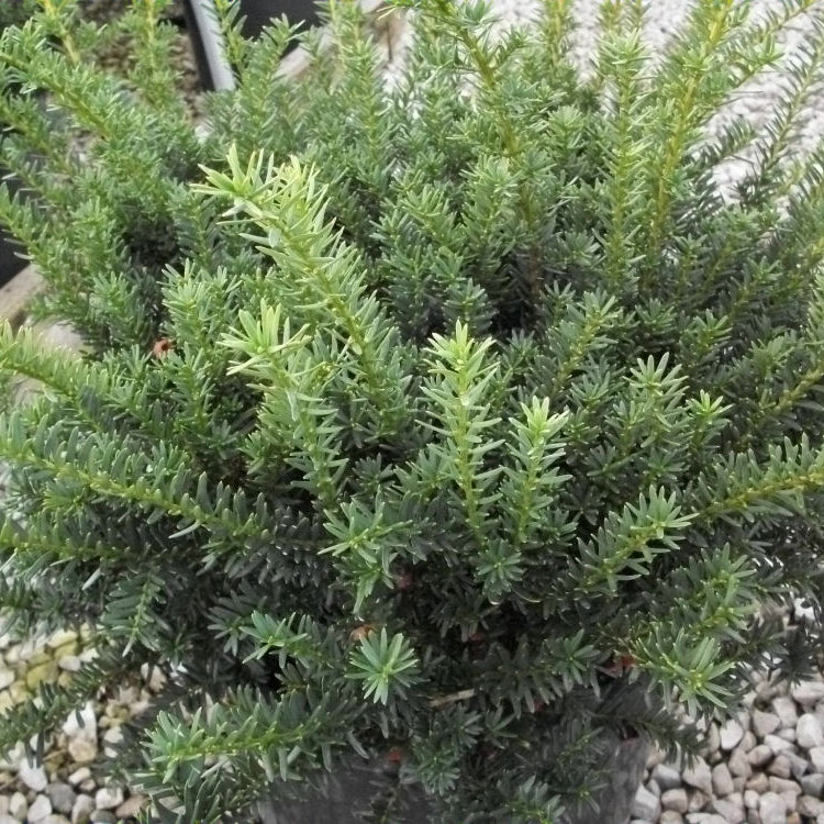 Ward's Yew (Taxus x media 'Wardii') - 3 gallon 12"