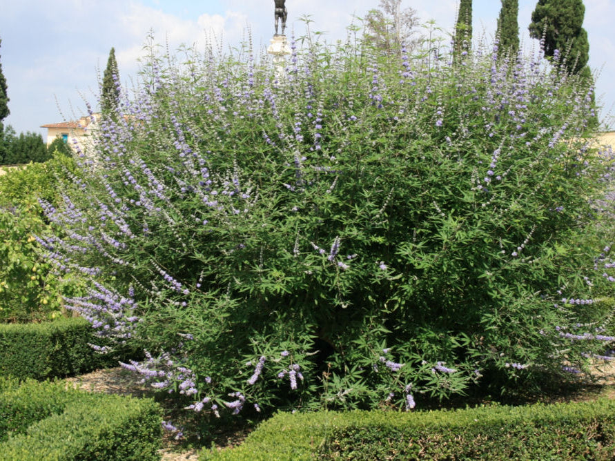 Chastetree/ Monk's Pepper (Vitex agnus castus 'Agnus-Castus') - 1 gallon