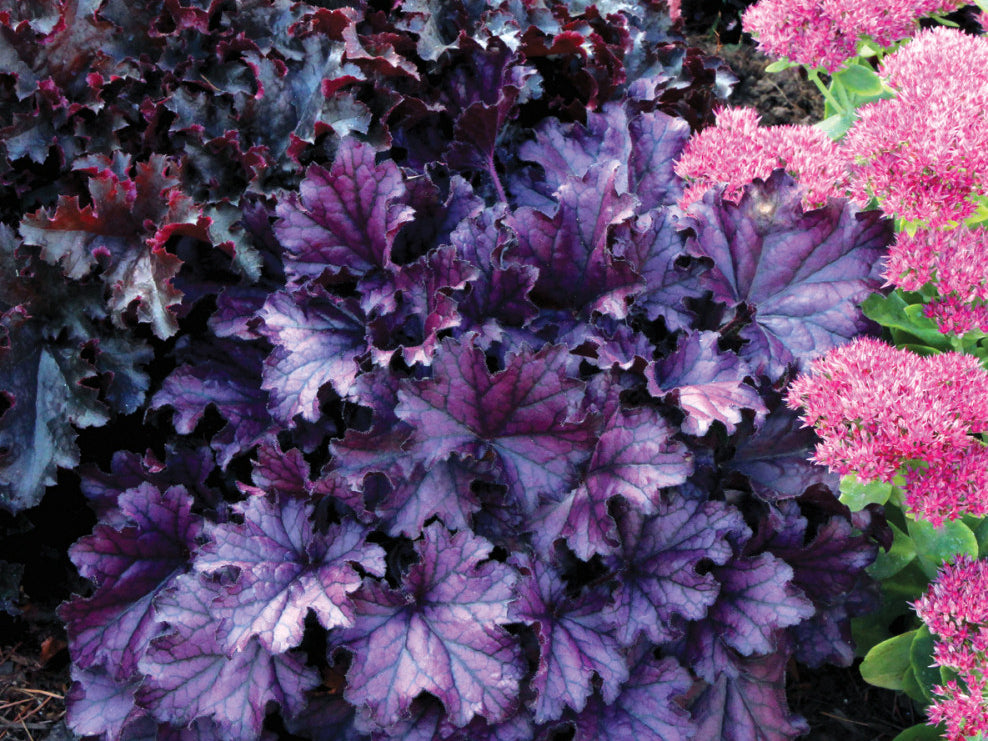 Forever Purple Coral Bells (Heuchera forever 'Purple') - 1 gallon