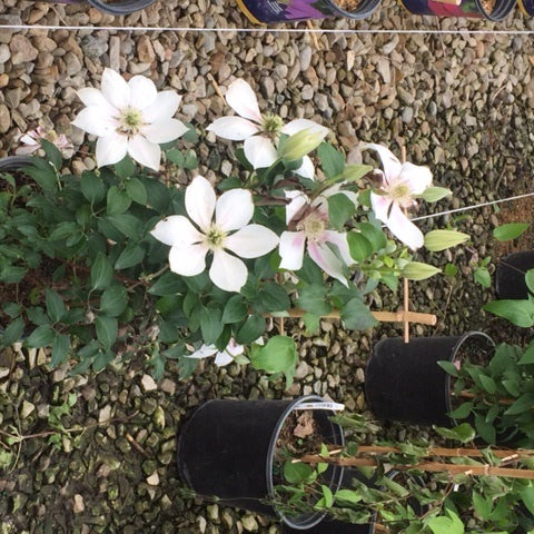 Corinne™ Clematis (Clematis corinne) - 1 gallon