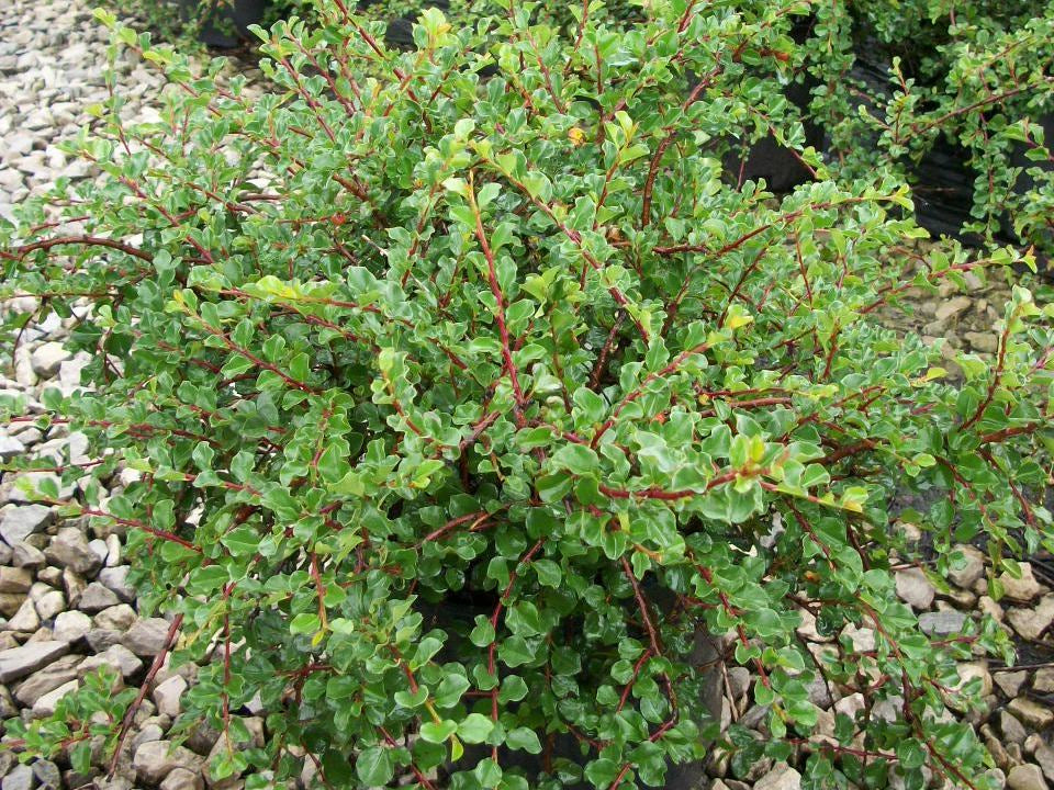 Cranberry Cotoneaster (Cotoneaster apiculatus) - 2 gallon 12"