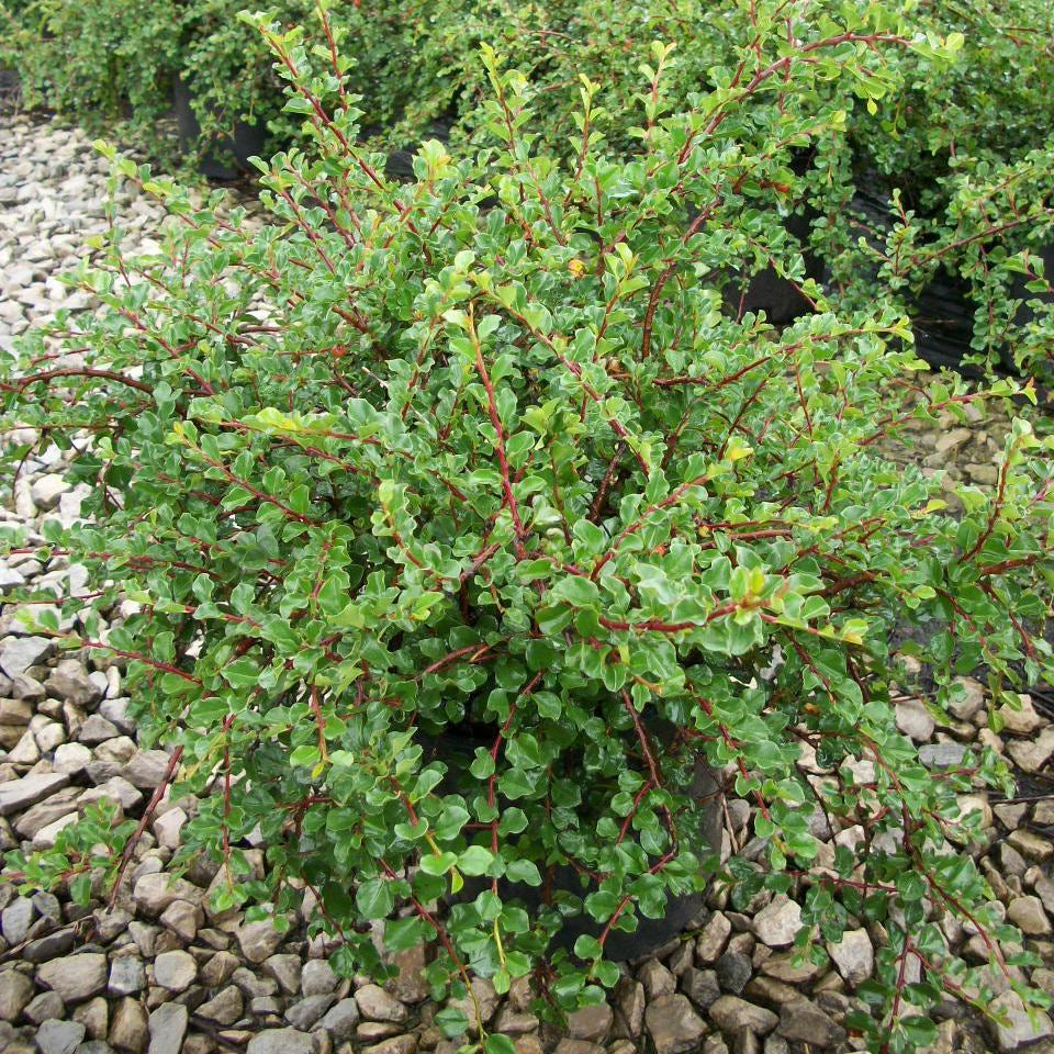 Cranberry Cotoneaster (Cotoneaster apiculatus) - 2 gallon 12"