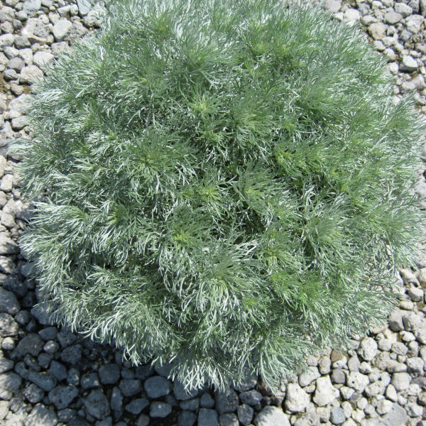 Wormwood 'Silver Mound' (Artemisia schmidtiana 'Silver Mound') - QT