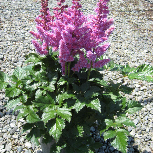 Vision In Purple Astilbe (Astilbe chinensis 'Visions in Purple') - QT