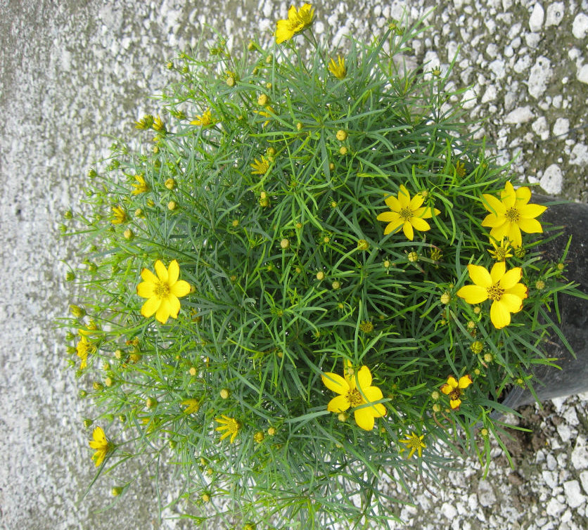 Zagreb Tickseed (Coreopsis verticillata 'Zagreb') - QT