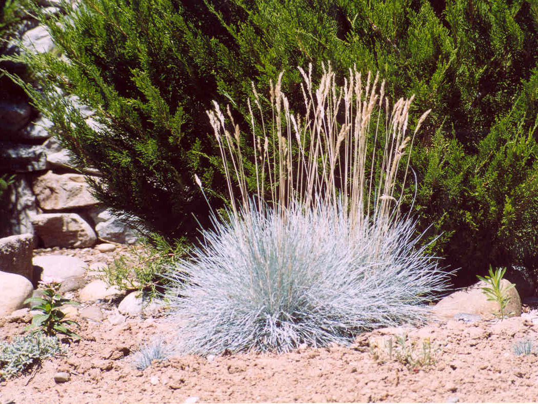 Elijah Blue Fescue Grass (Festuca glauca 'Elijah Blue') - QT