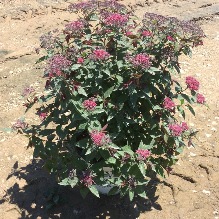 Double Play® Red Spirea (Spiraea JAP 'Dbl Play Red') - 1 gallon