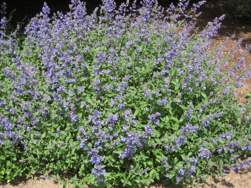 Walker's Low Catmint (Nepeta faassenii 'Walker's Low') - QT