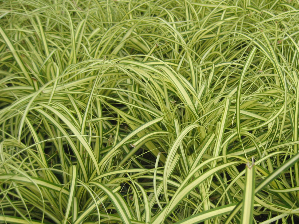 Evergold Sedge (Carex oshimenski 'Evergold') - QT