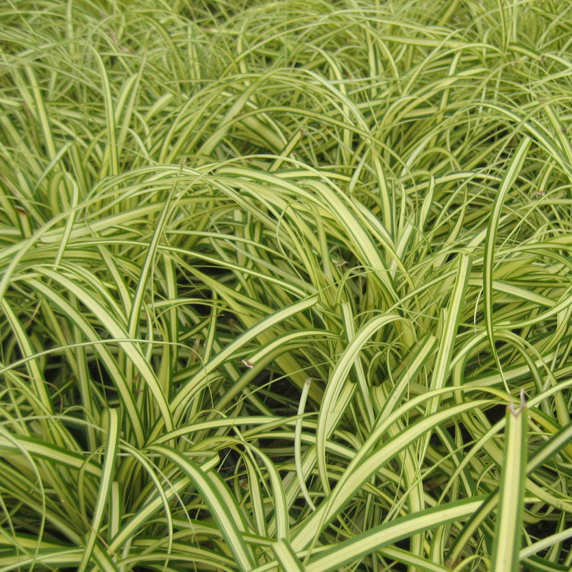 Evergold Sedge (Carex oshimenski 'Evergold') - QT