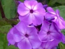 Flame® Pro Lilac Garden Phlox (Phlox paniculata 'Flame Lilac') - QT