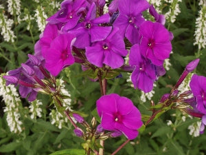 Flame™ Purple Tall Garden Phlox (Phlox paniculata 'Flame Purple') - QT
