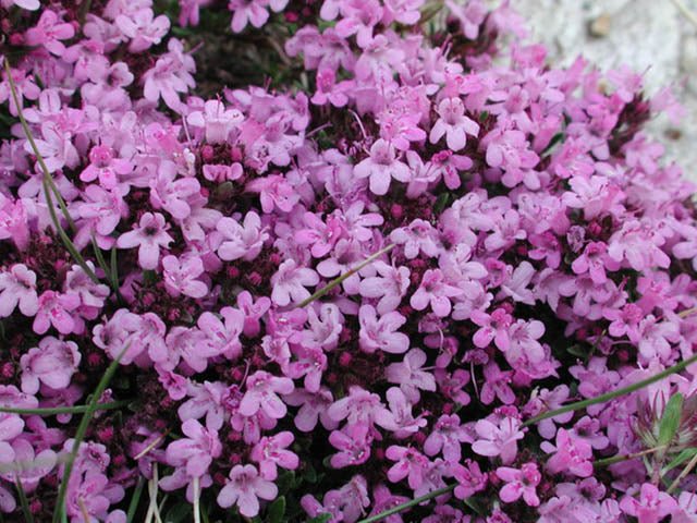 Creeping Thyme (Thymus serpyllum 'Coccineus') - QT
