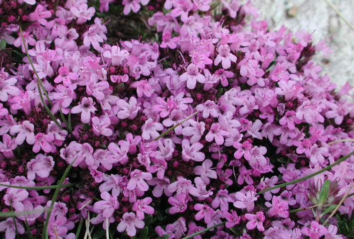 Creeping Thyme (Thymus serpyllum 'Coccineus') - QT