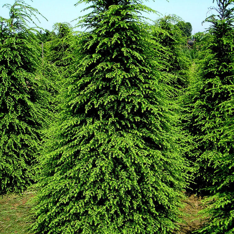 Canadian Hemlock (Tsuga canadensis) - 1 gallon 8-10"