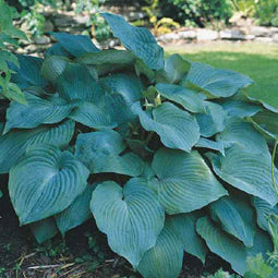Blue Angel Plantain Lily (Hosta blue 'Angel') - 1 gallon