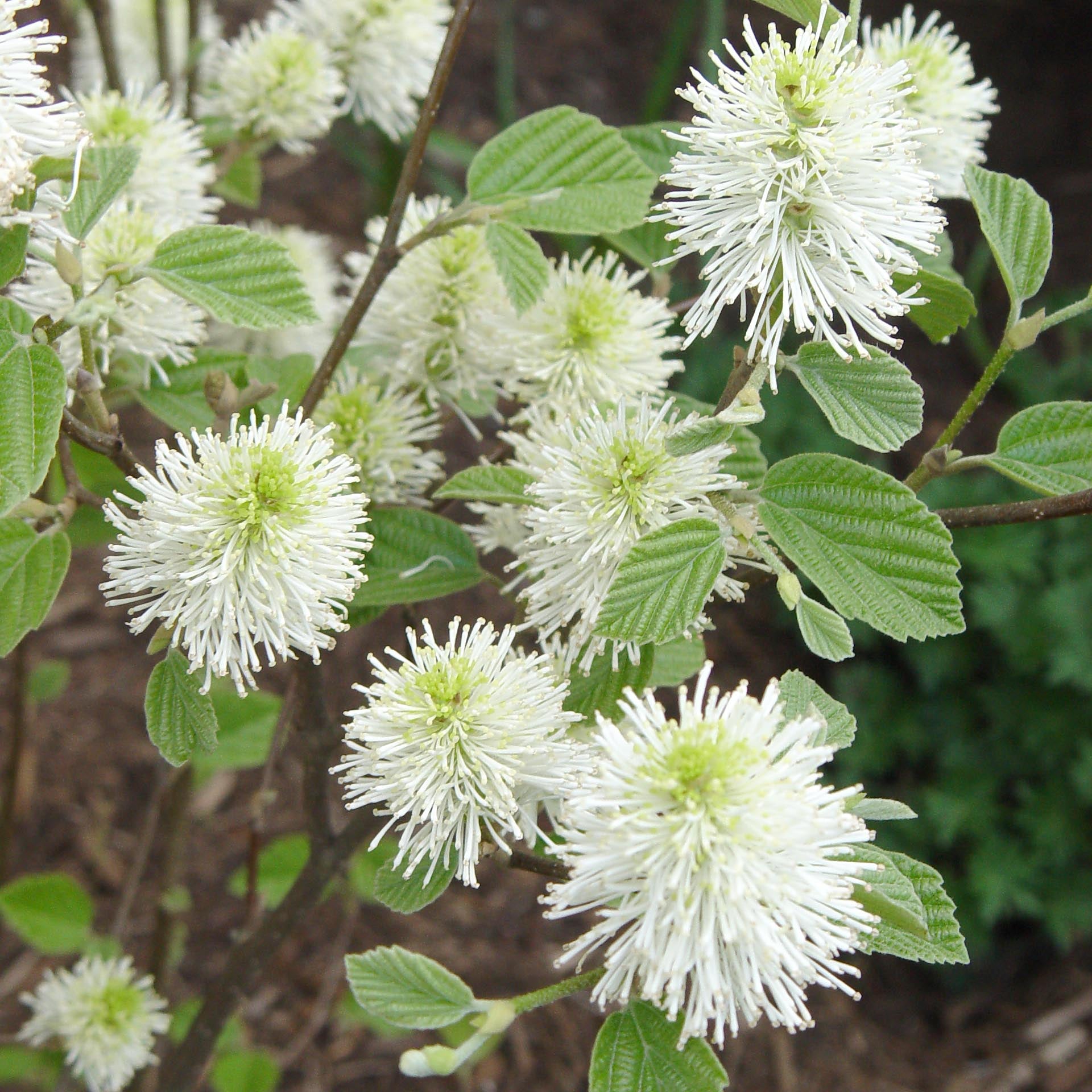 Mount Airy Dwarf Fothergilla (Fothergilla gardenii 'Mount Airy') - 3 gallon 12"