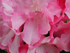 Yaku Prince Rhododendron (Rhododendron 'Yaku Prince') - 1 gallon 6"