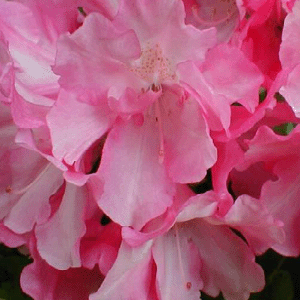 Yaku Prince Rhododendron (Rhododendron 'Yaku Prince') - 1 gallon 6"