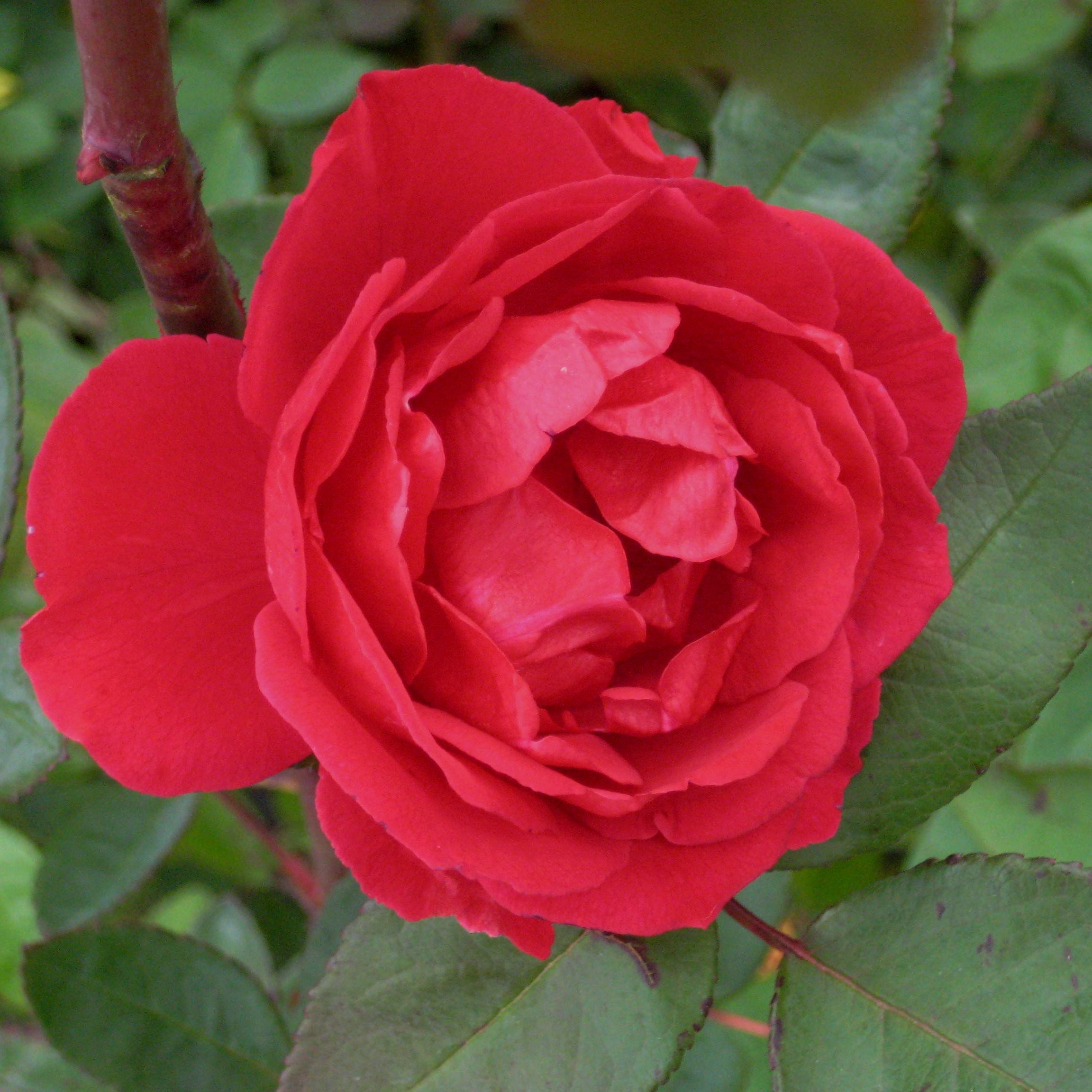 Blaze Climbing Rose (Rosa CL 'Blaze') - 2 gallon