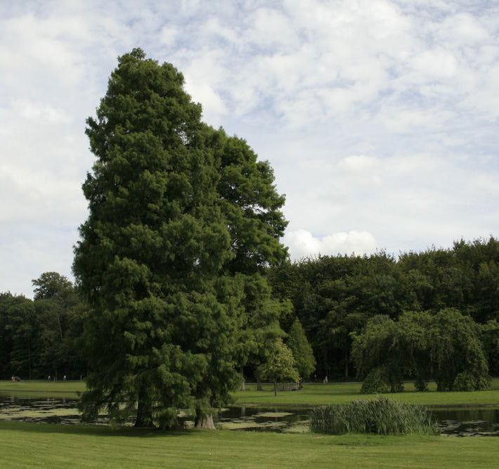 Baldcypress (Taxodium distichum) - 3 gallon 36"