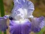 Clarence Bearded Iris (Iris germanica 'Clarence') - 1 gallon